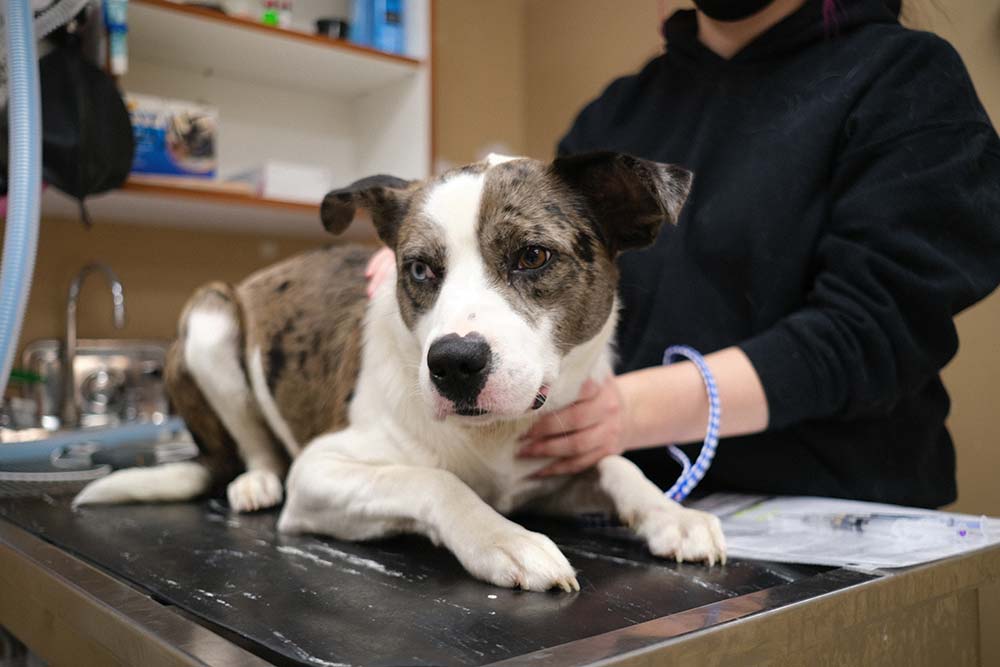 Dog getting vet exam on table