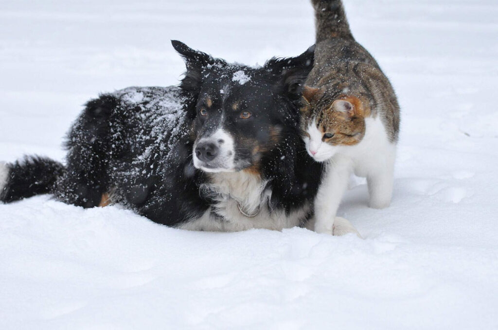 Protecting your pet in during cold weather