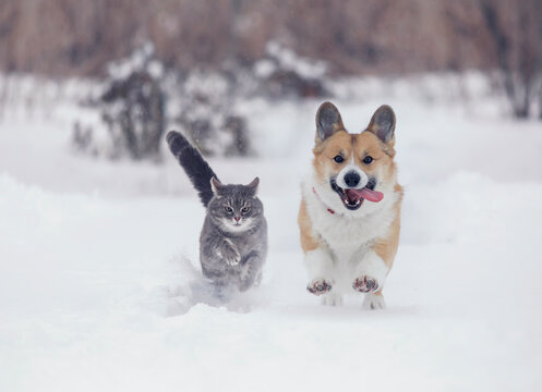 Cat and dog playing in the snow