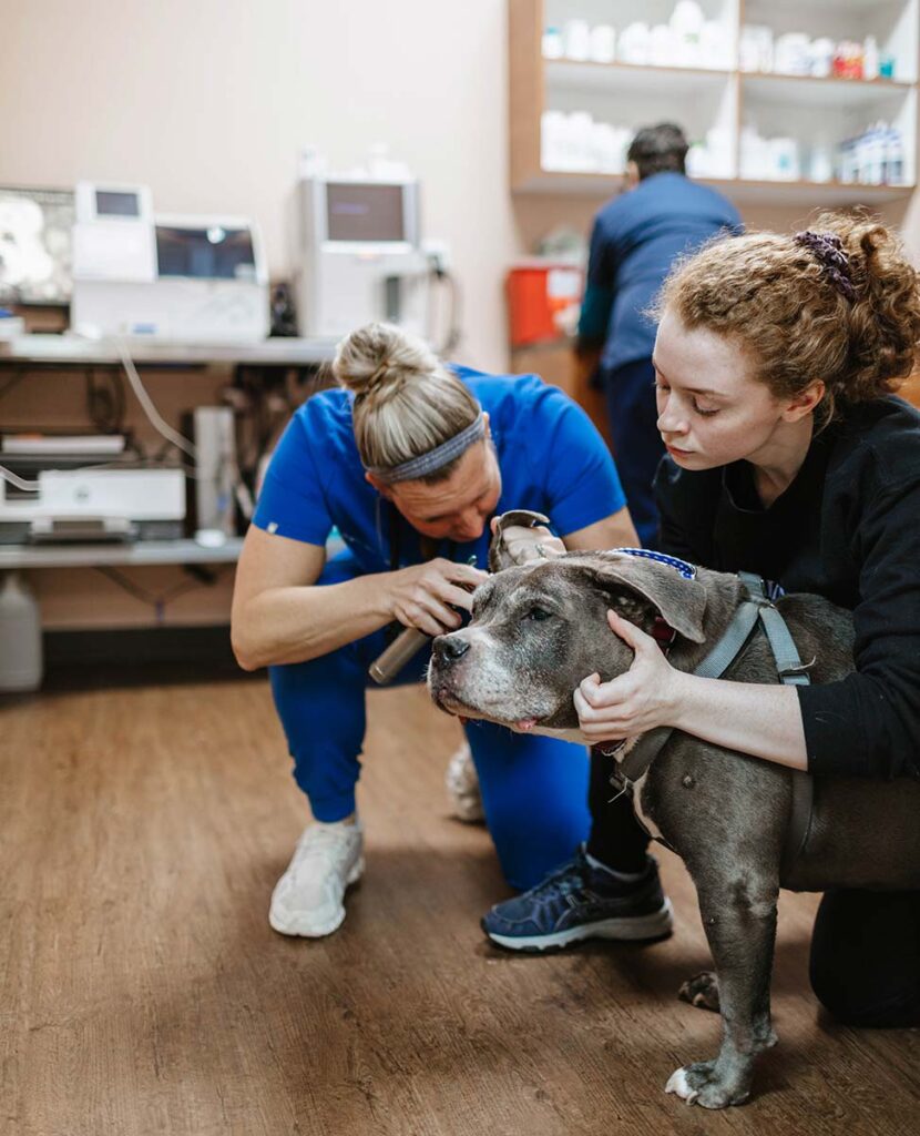 Vet examining dog at Paws for a Cause Vet Care in Illinois