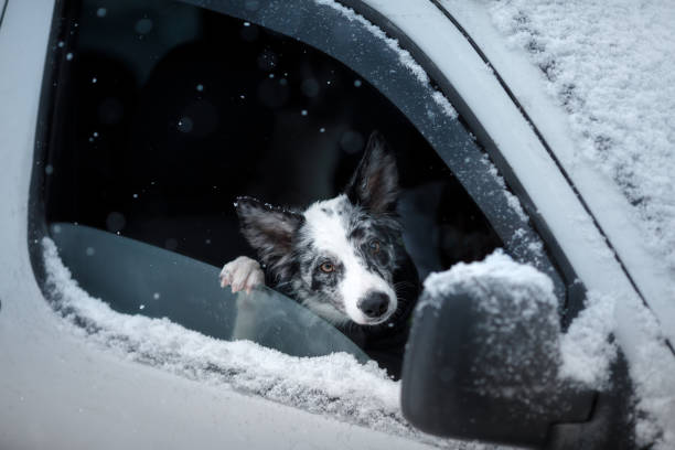 Dog looking out of car window on snowy day