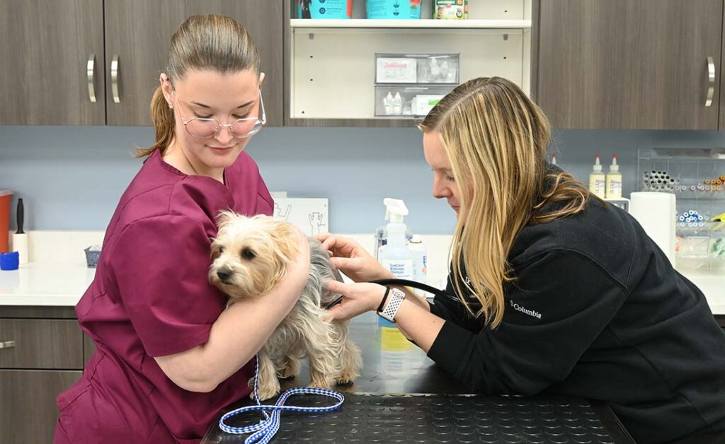 Dog being examined at the vet