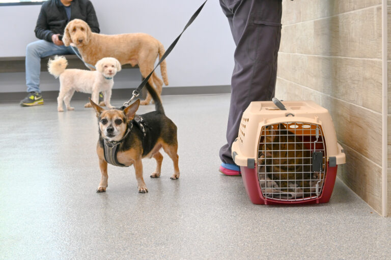 dogs and a cat in lobby