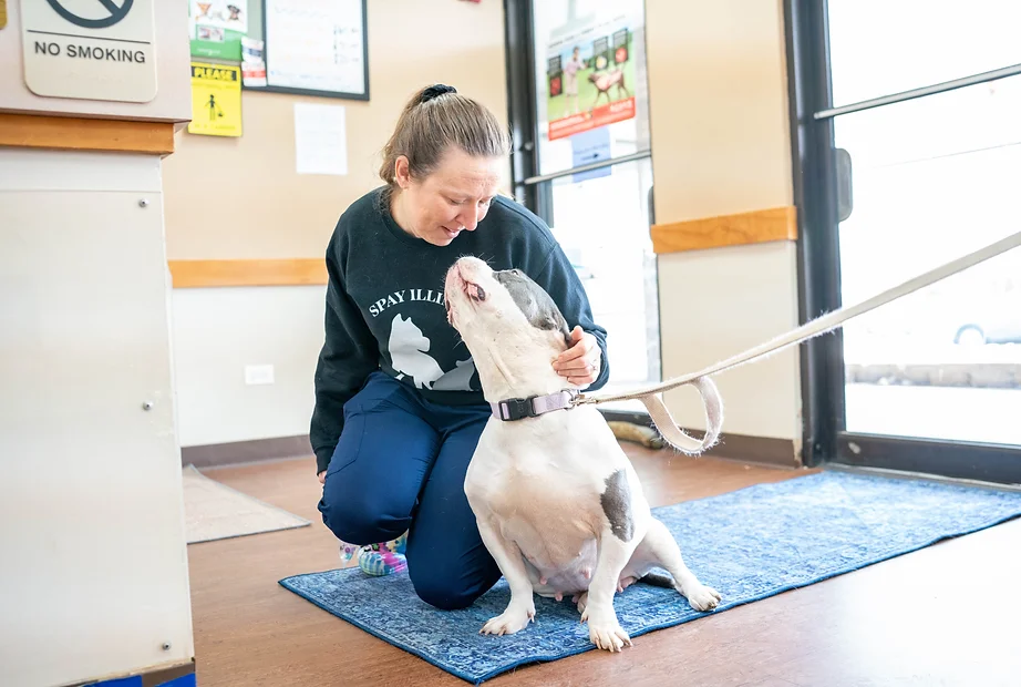 Bully dog in lobby at Spay Illinois, now PC Vet Care