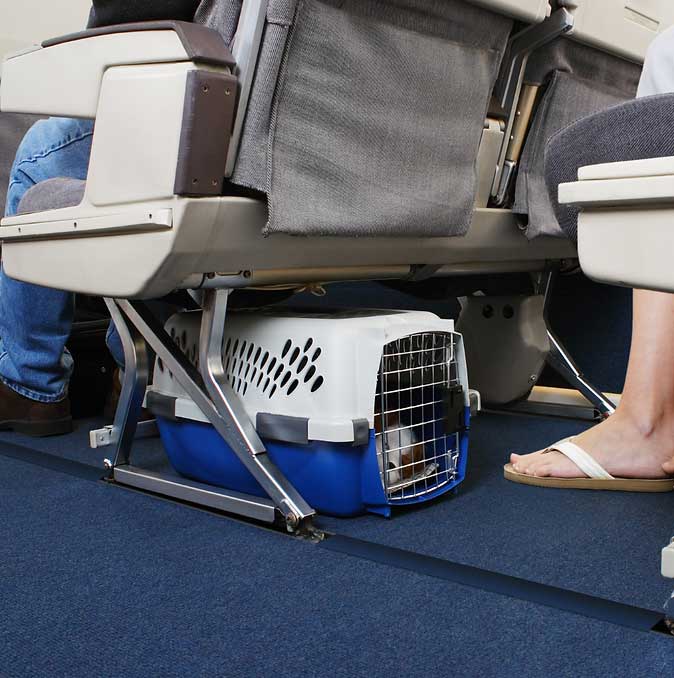 Air travel with your cat