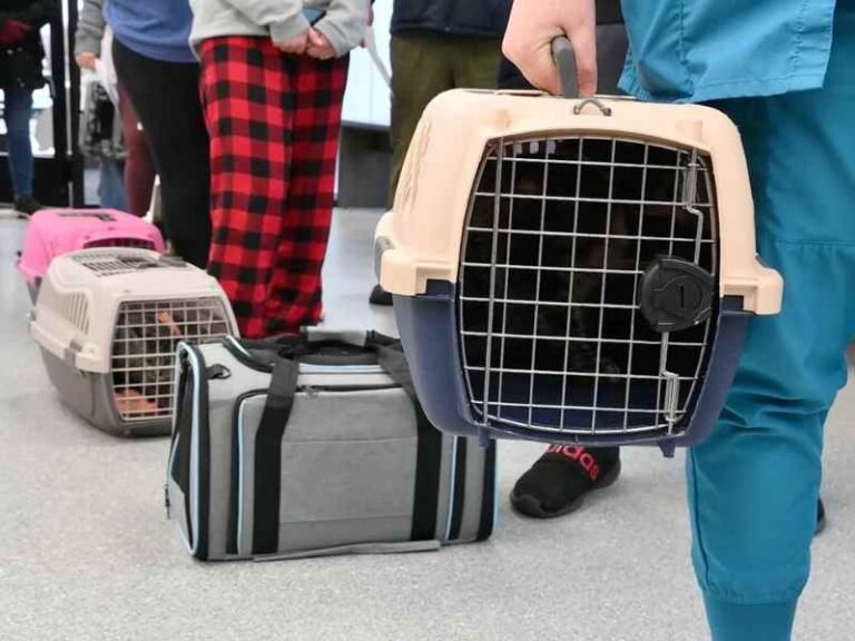 cat carriers at a veterinary clinic