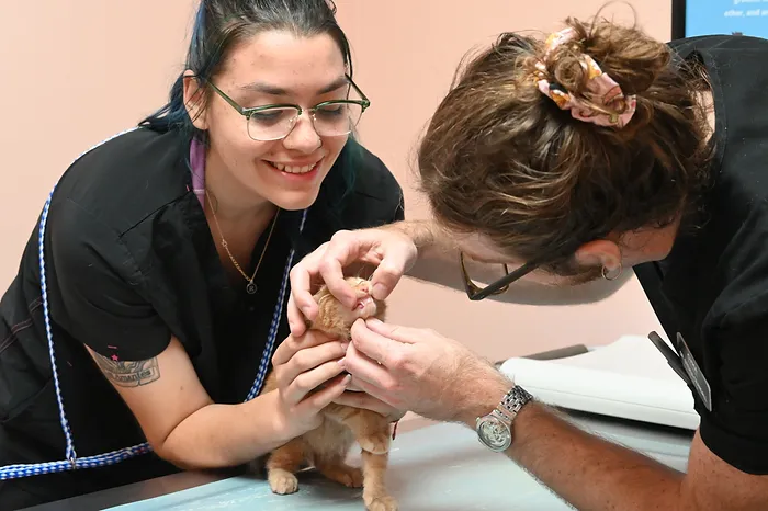 Cat getting dental