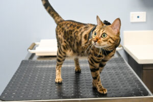 cat at the veterinarian