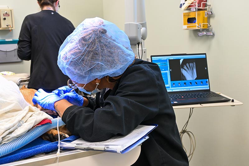 dental procedure