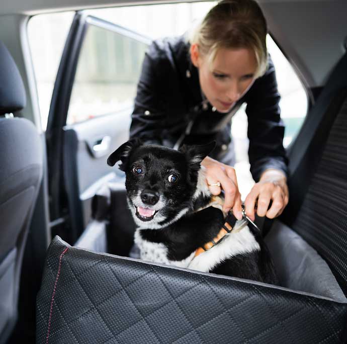 Dog travel