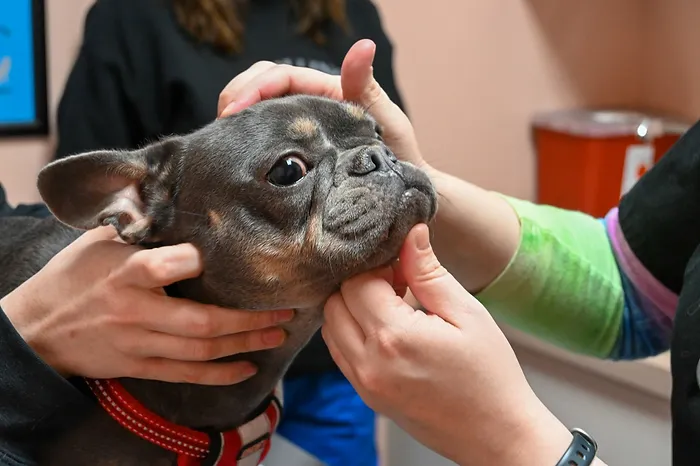 Dog getting dental care