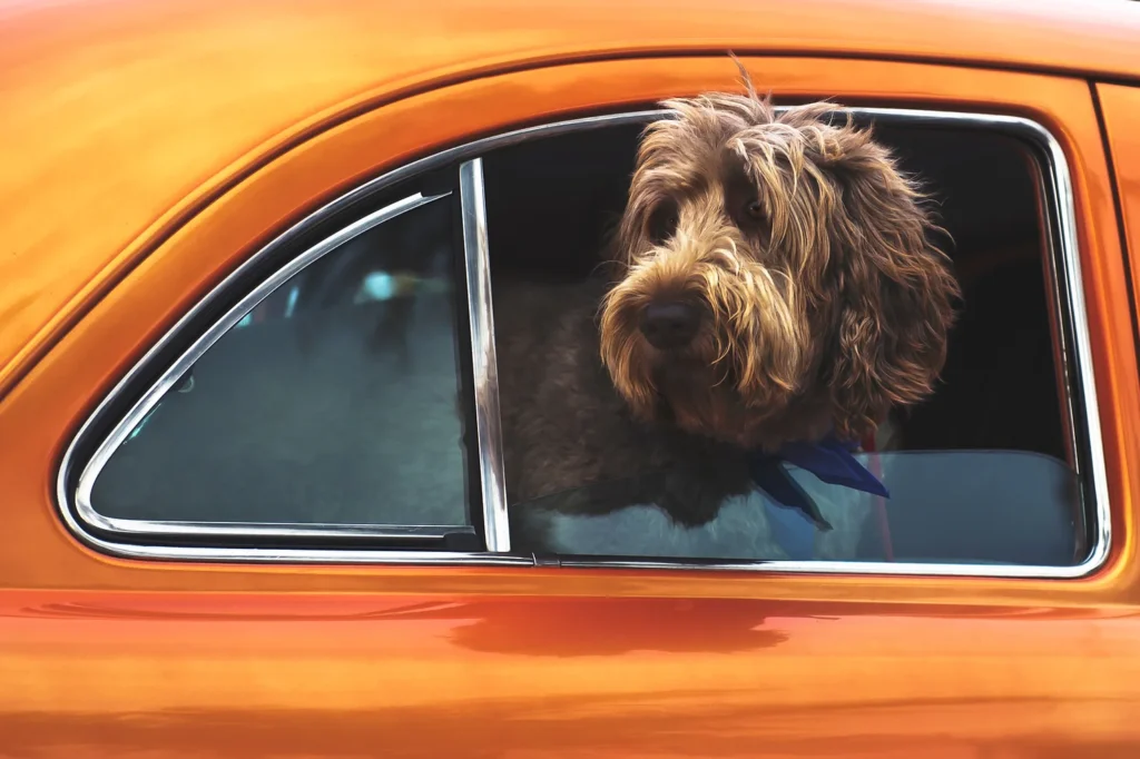 Pet in car