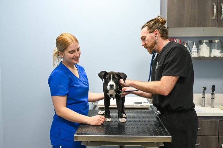 doctor giving a puppy an exam