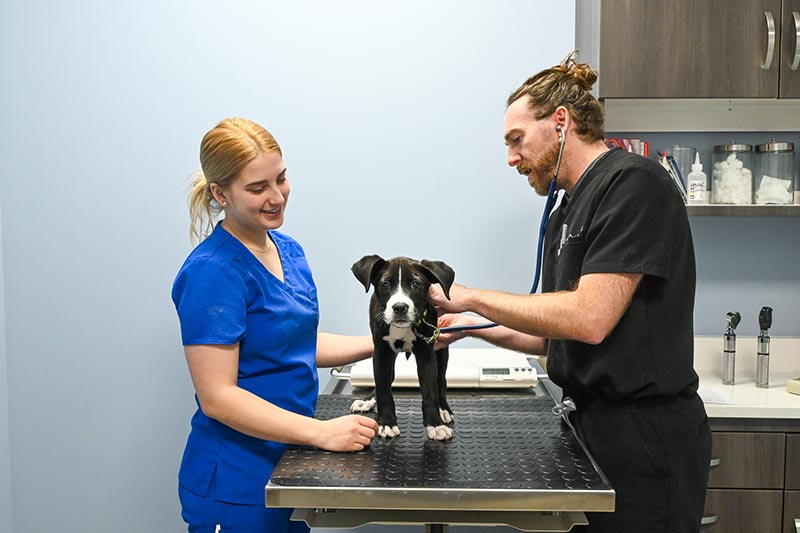 doctor giving a puppy an exam