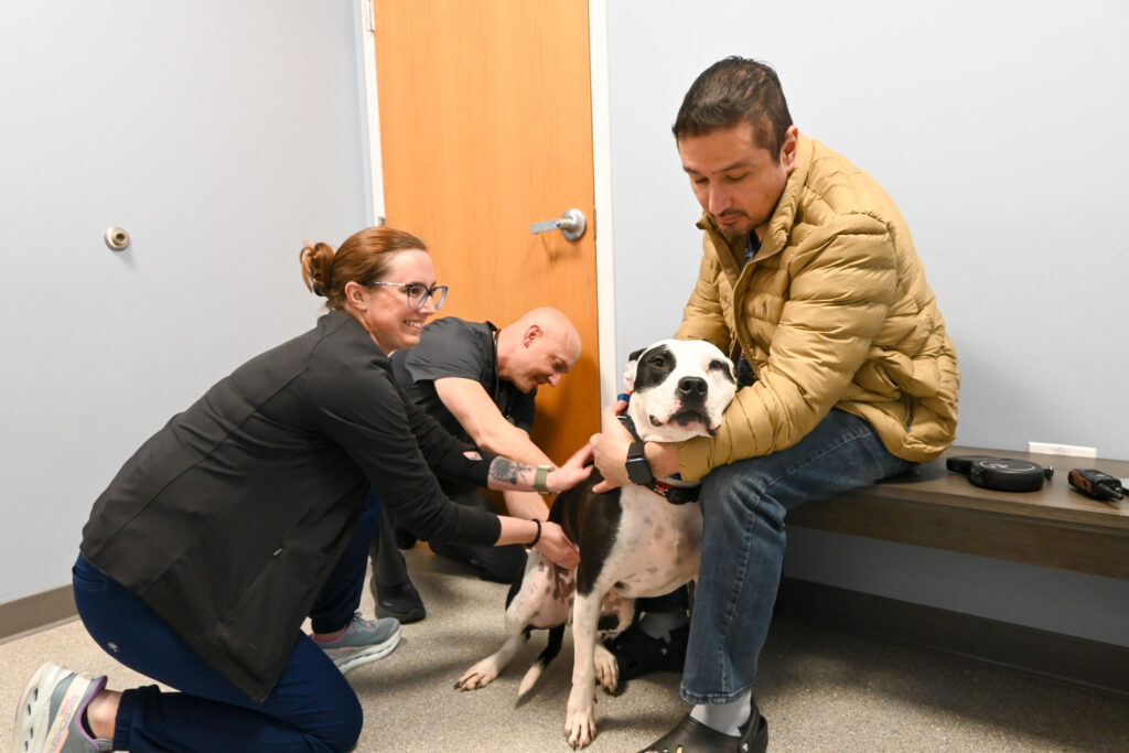 Dog receiving lyme vaccine