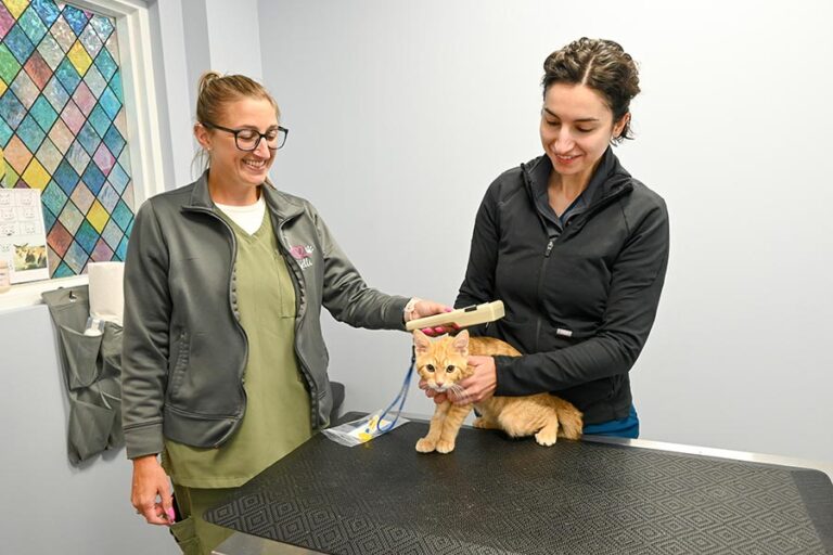 Cat microchip