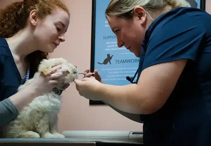 Pet getting vaccinated