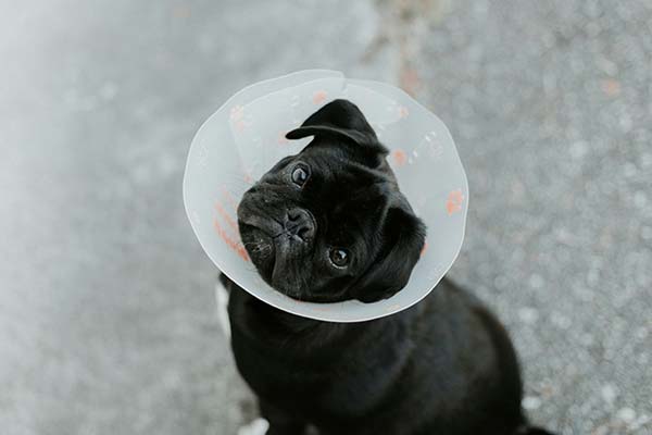 Pug wearing E-collar