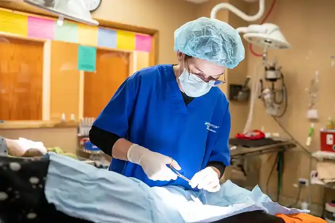 Performing pyometra surgery