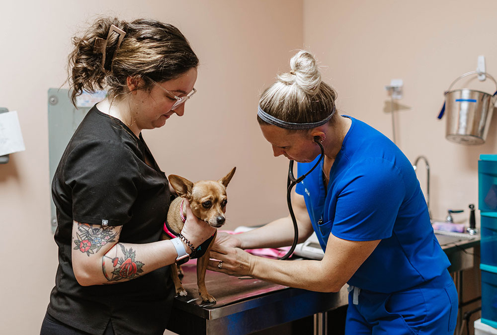 Small dog being examined by a veterinarian